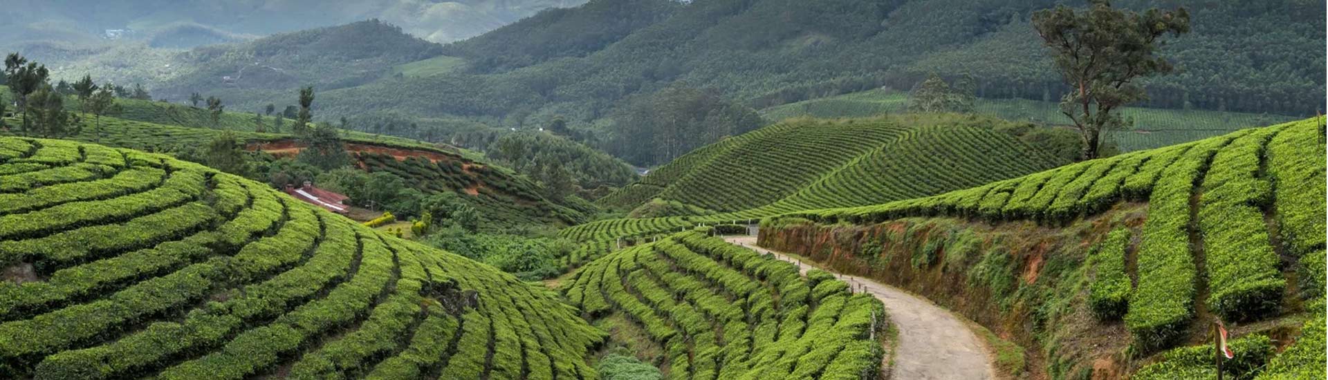 The Himalayan Paradise, Darjeeling : Choosing The Perfect Tropical Rental Car